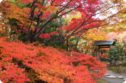 白鳥庭園